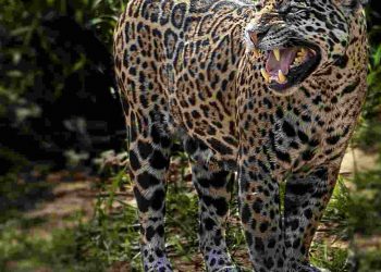 Phạm vi phân bố của loài báo đốm