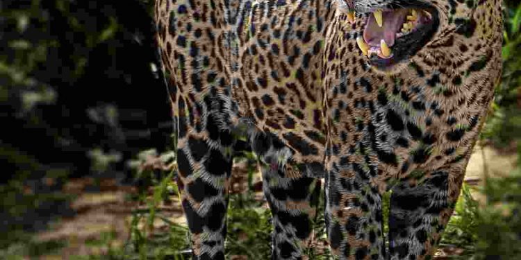 Phạm vi phân bố của loài báo đốm