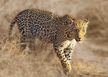 Một số giống loài Báo Hoa Mai 