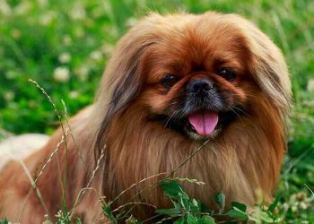 Chó Bắc Kinh có nguồn gốc xuất thân cao quý