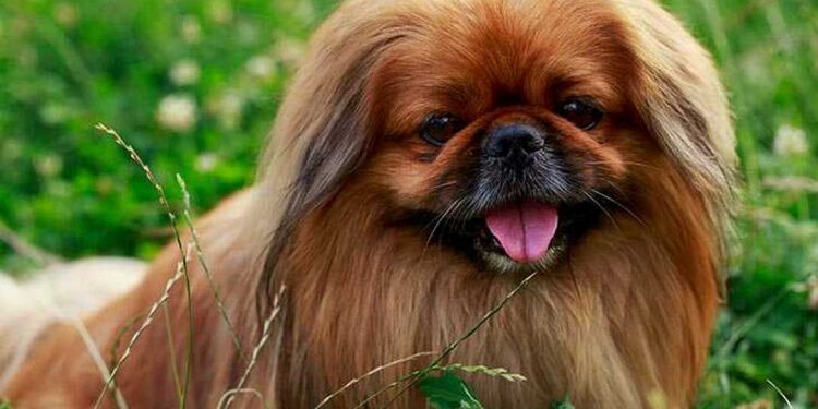 Chó Bắc Kinh có nguồn gốc xuất thân cao quý