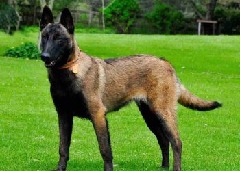 Chó Becgie Bỉ hay còn có tên gọi là chó Becgie Malinois