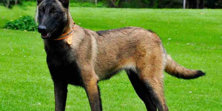 Chó Becgie Bỉ hay còn có tên gọi là chó Becgie Malinois
