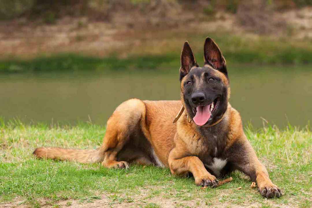 Chó Becgie Malinois sở hữu hai lớp lông dày dặn 