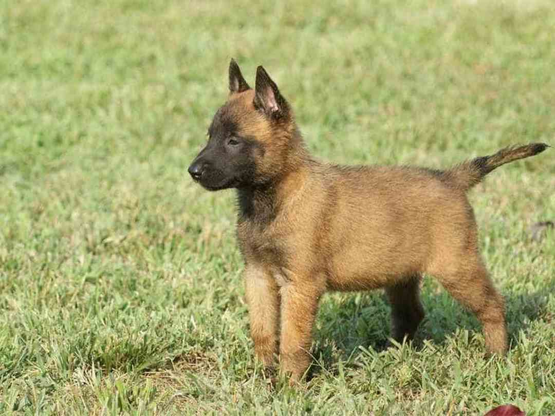 Những chú chó Becgie Malinois thích nô đùa trong không gian rộng 