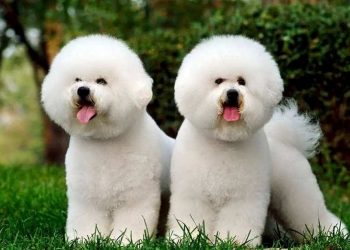Ngoại hình của Bichon