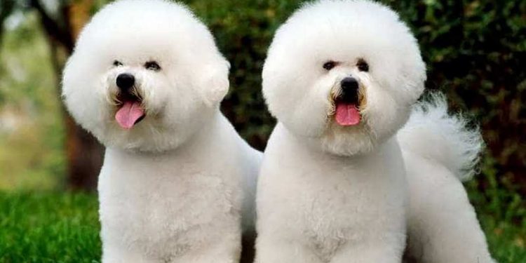 Ngoại hình của Bichon