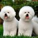 Ngoại hình của Bichon