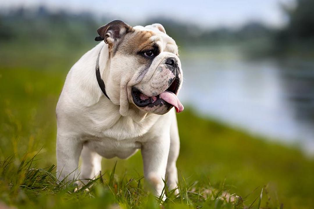 English Bulldog xuất hiện tại nước Anh từ thế kỷ 13