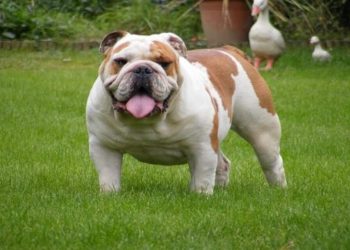 Bạn nên thường xuyên cho chó Bull những thực phẩm giàu chất đạm