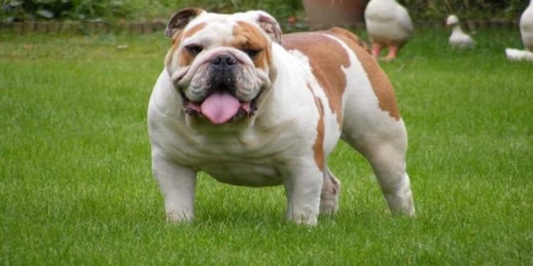 Bạn nên thường xuyên cho chó Bull những thực phẩm giàu chất đạm