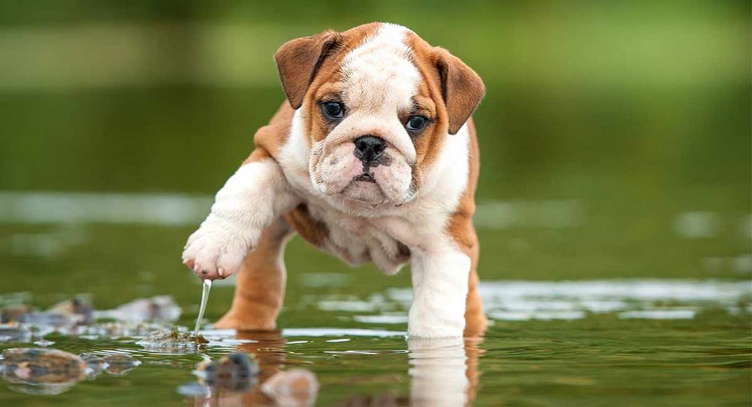 Trong quá trình nuôi Bulldog bạn cần quan tâm đến sức khỏe của nó