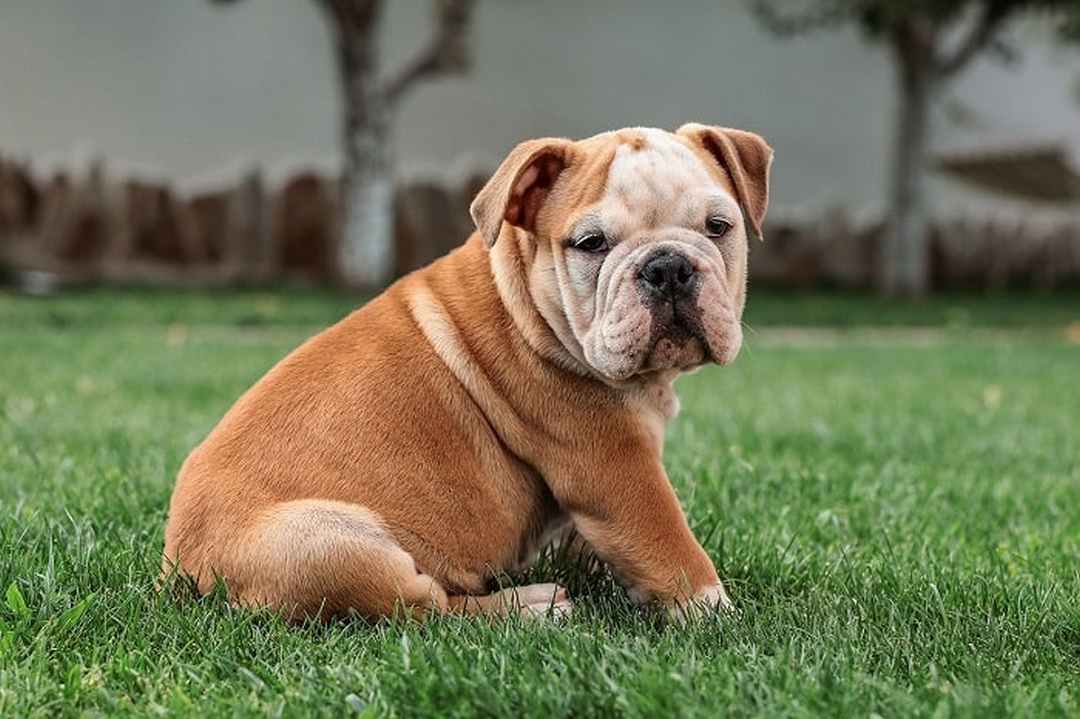 Mọi người cần đảm bảo cho Bulldog một không gian sống thoáng đãng