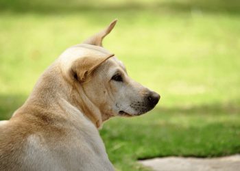 Chó cỏ có nguồn gốc tại Việt Nam và xuất hiện cách đây hơn 6000 năm