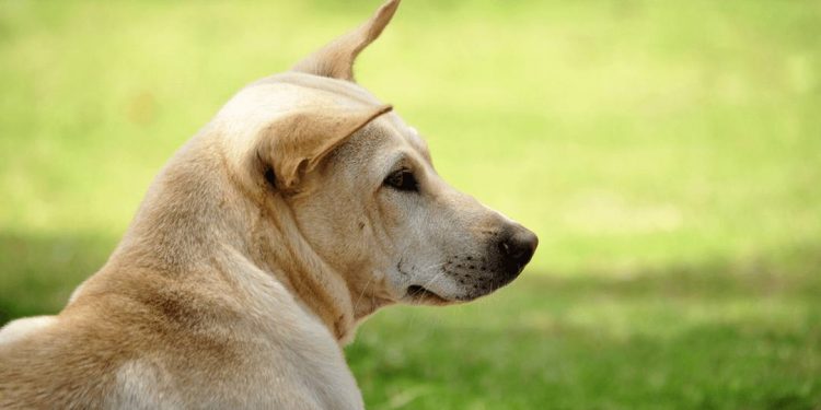 Chó cỏ có nguồn gốc tại Việt Nam và xuất hiện cách đây hơn 6000 năm