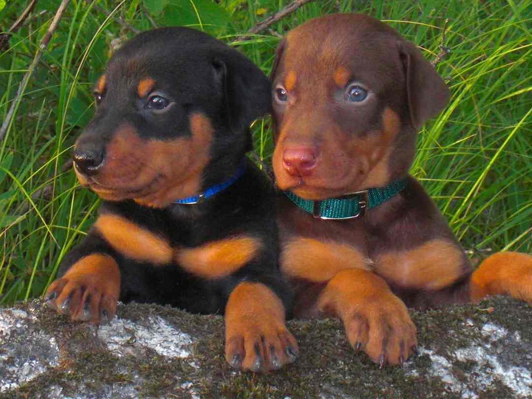 Chó Doberman khi còn đang ở tuổi nhỏ