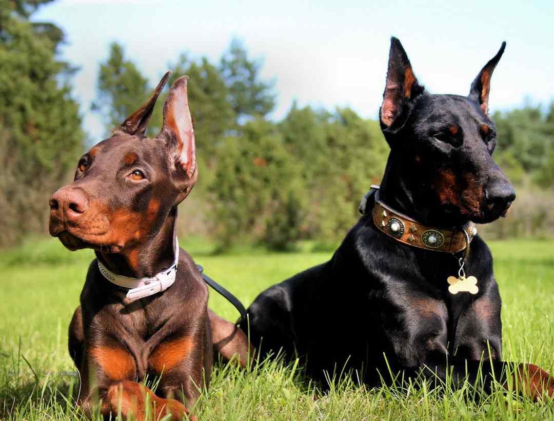 Chó Doberman trung thành và tận tụy với chủ nhân