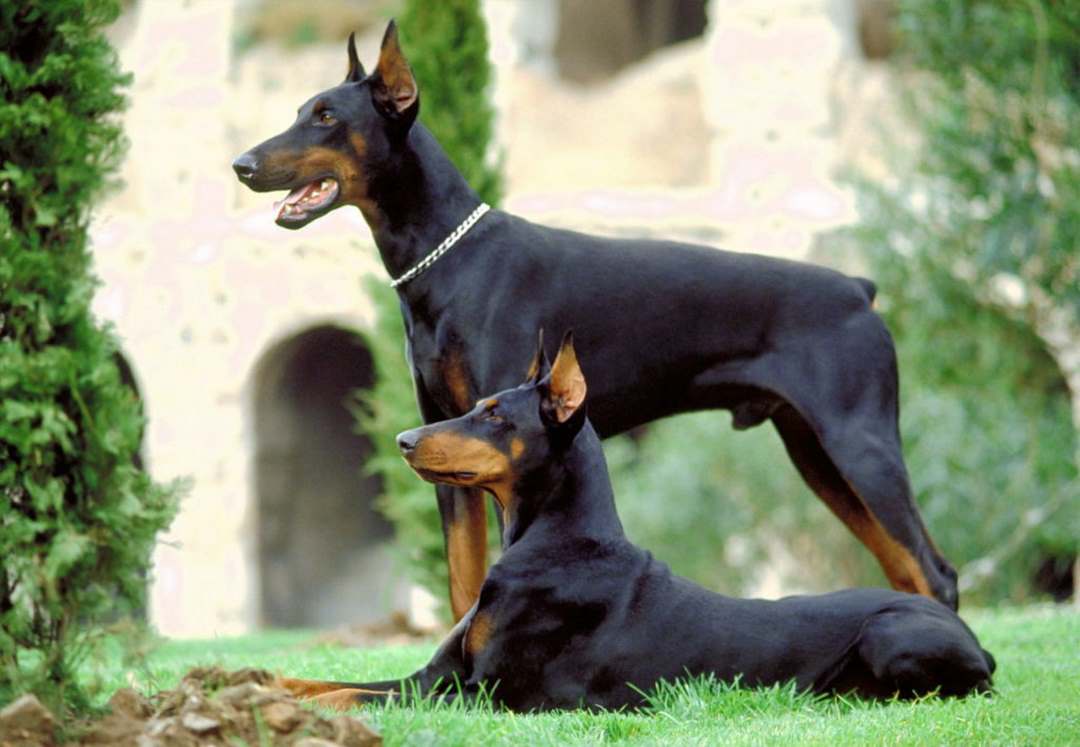 Chó Doberman lúc trưởng thành