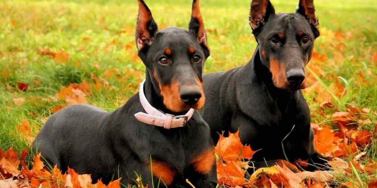 Là một biểu tượng của sự quý tộc ở các châu lục