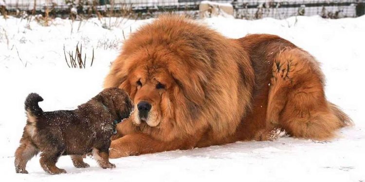 Phải bỏ ra một khoản tiền khủng để có được chó ngao Tây Tạng