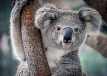 Tai của gấu Koala tương đối lớn, hình tròn, có lông dài
