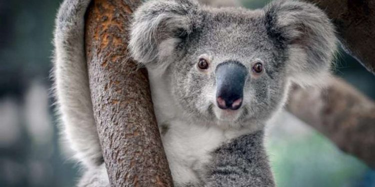 Tai của gấu Koala tương đối lớn, hình tròn, có lông dài
