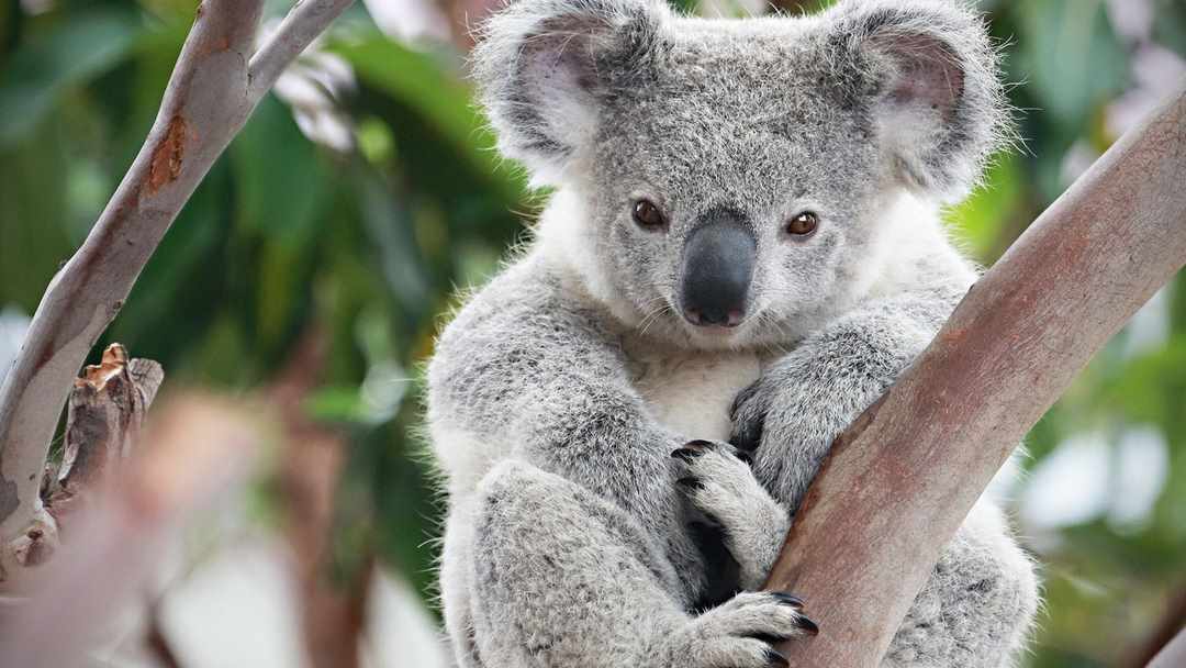 Môi trường sống của Koala là rừng bạch đàn