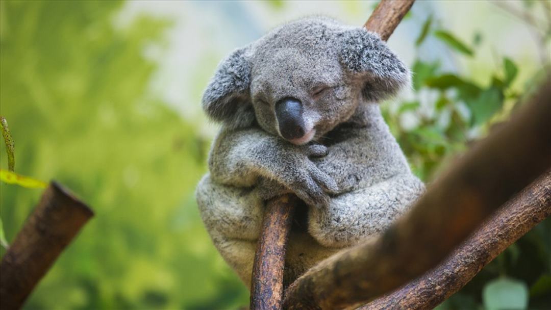 Gấu Koala thường dành từ 18 đến 20 giờ để ngủ trong một ngày