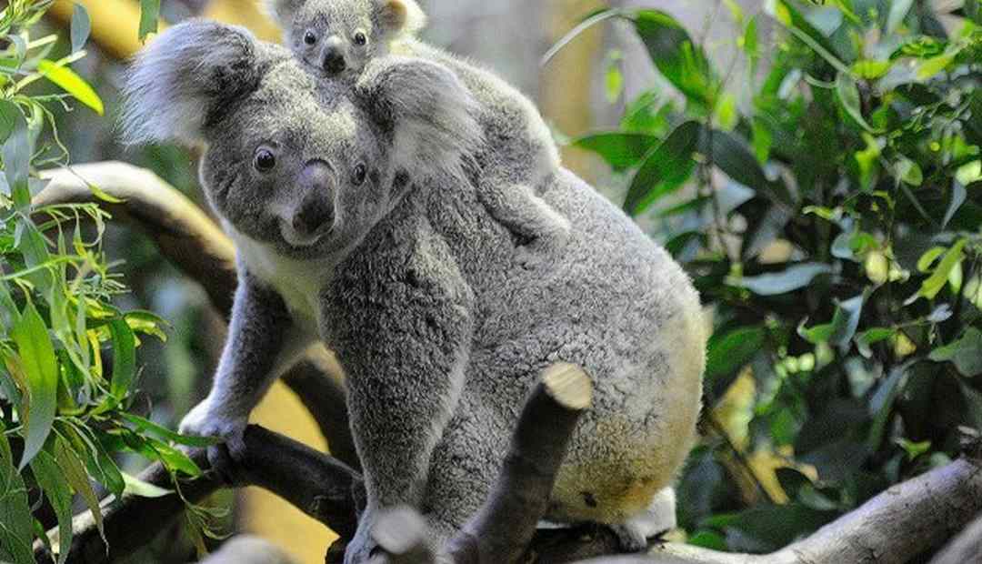 Koala có thị lực kém nên hầu như chúng sẽ dùng đến giác quan khác