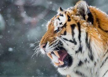 Hổ là loài động vật săn mồi đáng sợ nhất trên mặt đất