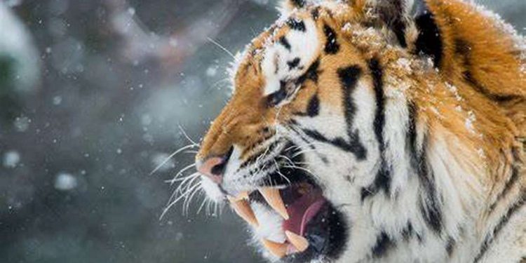 Hổ là loài động vật săn mồi đáng sợ nhất trên mặt đất