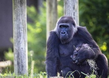 Nên yêu thương mọi loài động vật xung quanh