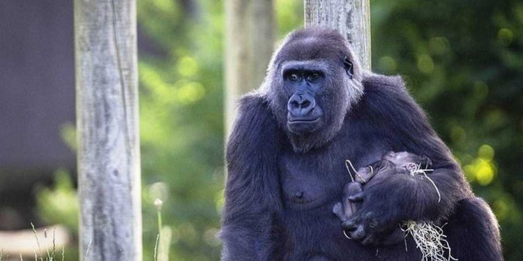 Nên yêu thương mọi loài động vật xung quanh