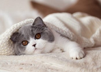 Giống mèo Bicolor này rất dễ dàng chăm sóc nhờ đó được mọi người chọn lựa