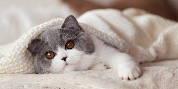 Giống mèo Bicolor này rất dễ dàng chăm sóc nhờ đó được mọi người chọn lựa