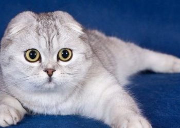 Mèo Scottish được tìm thấy lần đầu tiên năm 1960