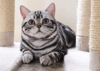 Loài mèo này luôn có sọc vằn hình chữ “M” trên trán