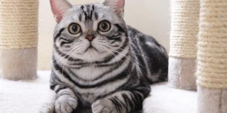 Loài mèo này luôn có sọc vằn hình chữ “M” trên trán