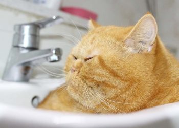 Mèo vàng rất thân thiện với con người