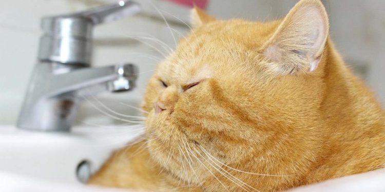 Mèo vàng rất thân thiện với con người