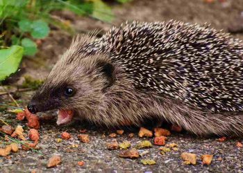 Nhím sinh sản mang thai từ 16 đến 31 tuần