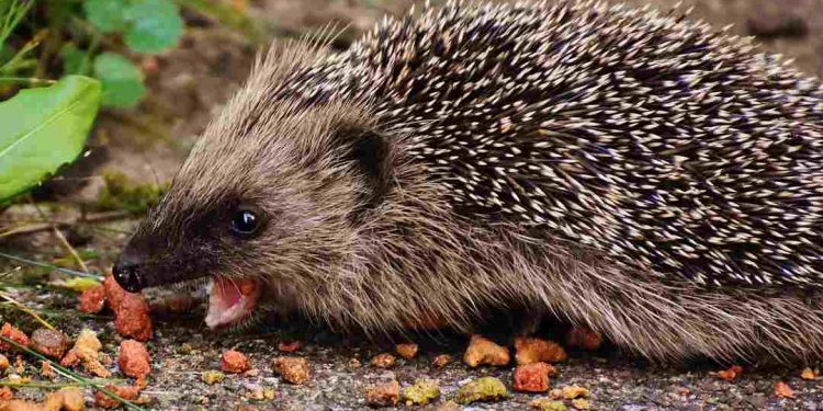 Nhím sinh sản mang thai từ 16 đến 31 tuần