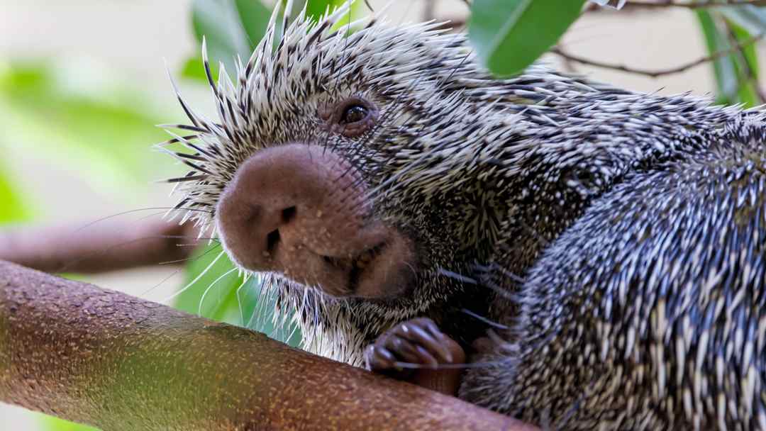 Nhím Erethizontidae thường sinh sống chủ yếu ở trên cây