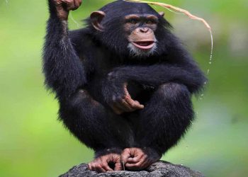 Sở thích ăn tinh vi của tinh tinh