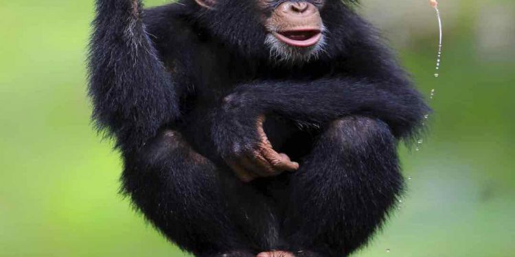 Sở thích ăn tinh vi của tinh tinh