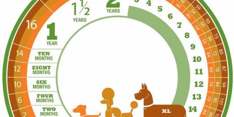 Tính tuổi của chú chó dựa trên giai đoạn phát triển, giống chó