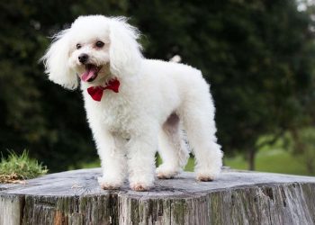 Poodle trắng còn được gọi với cái tên dễ thương là “chó săn vịt”