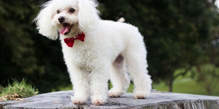 Poodle trắng còn được gọi với cái tên dễ thương là “chó săn vịt”