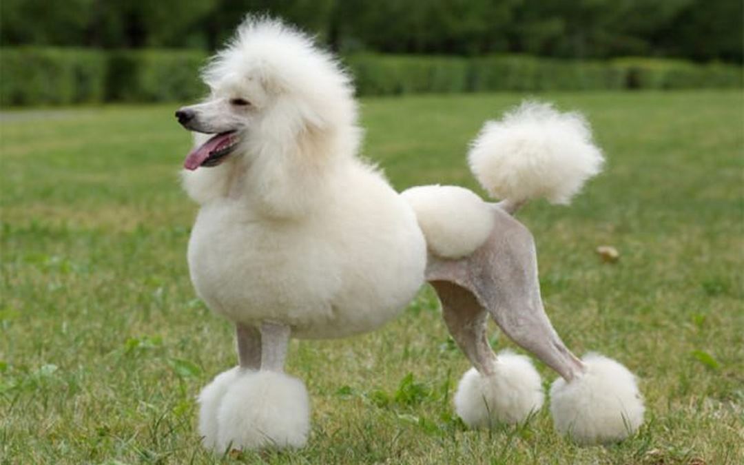 Có 3 loại chó Poodle trắng phổ biến trên thị trường hiện nay