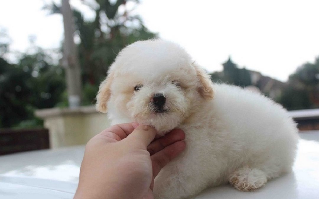 Màu lông trắng tựa như tuyết tạo cảm giác ngọt ngào, nhẹ nhàng